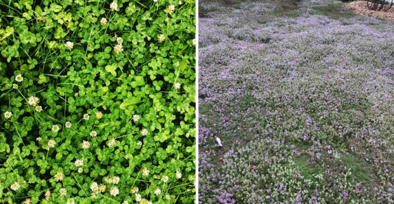 9 Ground Covers That Hold Up To Foot Traffic On New Jersey Garden Paths