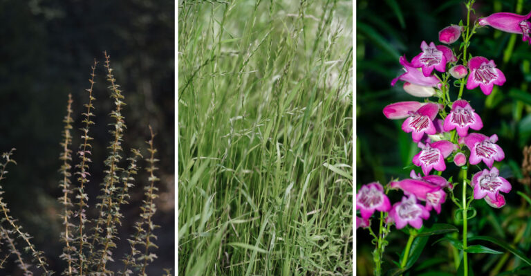 9 Low-Water Native Plants That Survive Wyoming’s Hottest Weeks