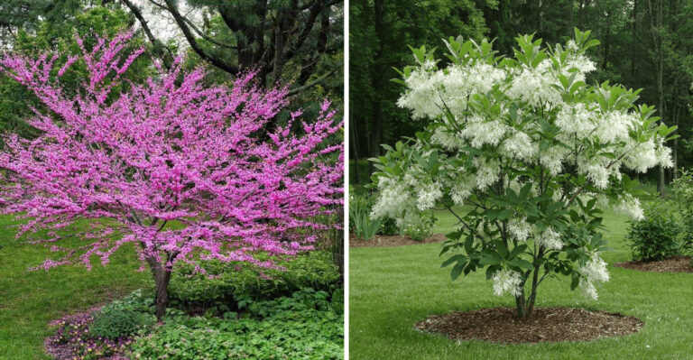 9 Native Trees North Carolina Gardeners Are Planting Instead Of Bradford Pear