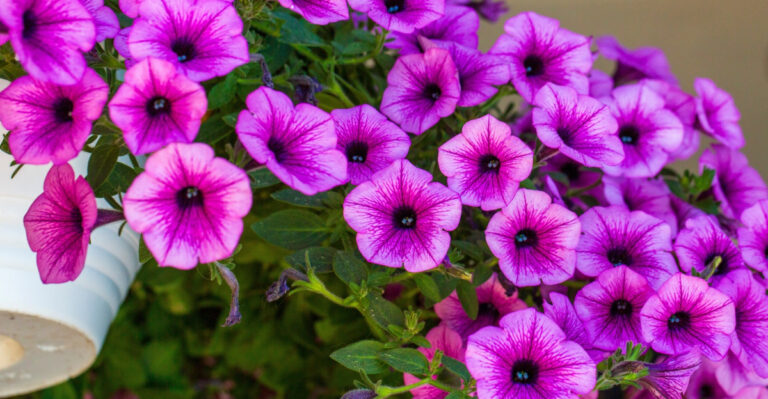 9 Petunia Mistakes That Are Costing You A Full Bloom Season