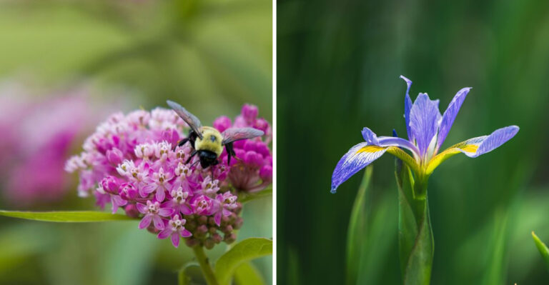 9 Plants That Help Bring Fireflies Back To Tennessee Yards