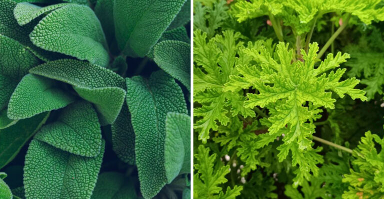 9 Rat-Repelling Plants That Work Well In Illinois Gardens