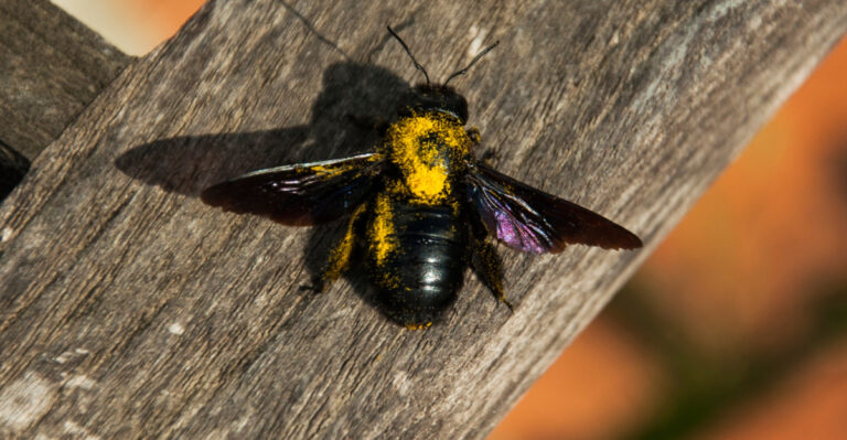 9 Reasons Carpenter Bees Are Showing Up On Your Virginia Porch