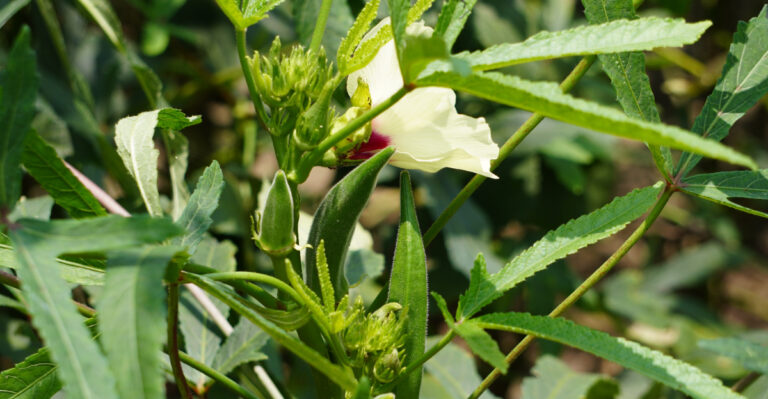 okra plant