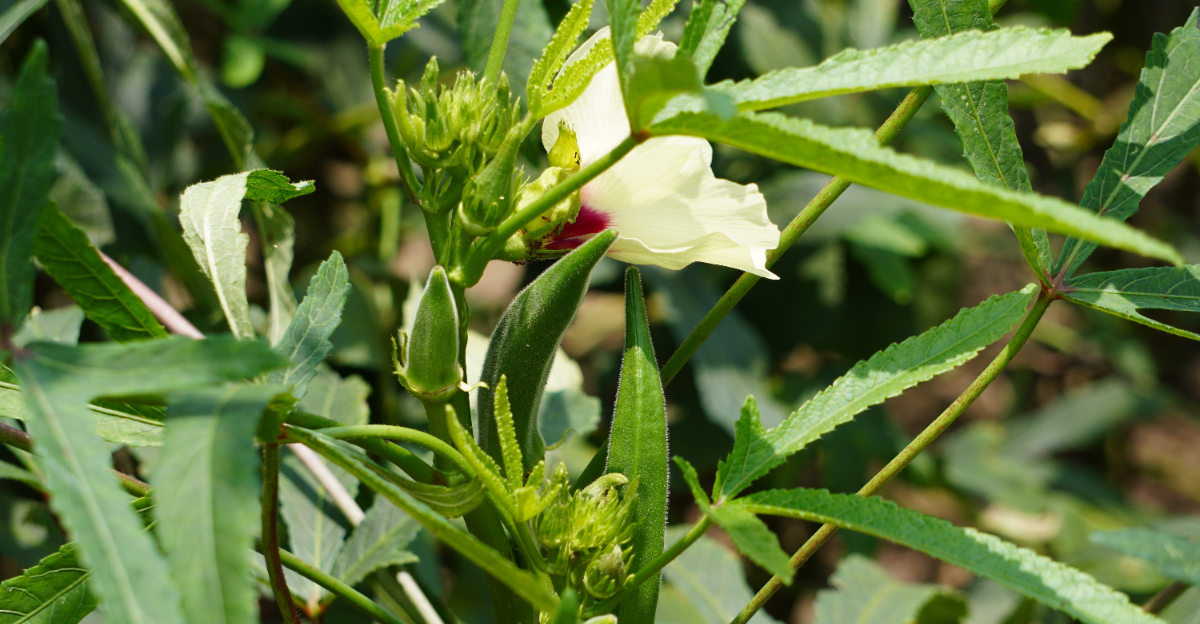 okra plant