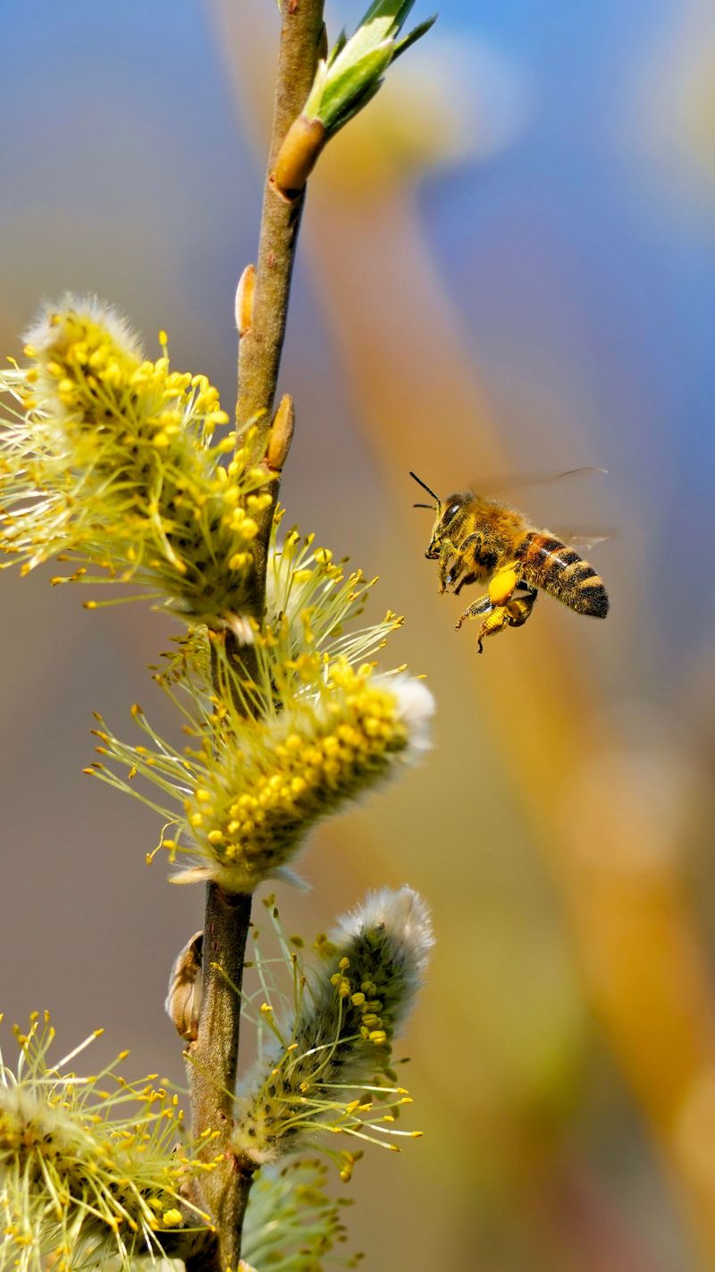 9 Reasons Why Witch Hazel Belongs In Every Virginia Garden 9 Reasons Why Witch Hazel Belongs In Every Virginia Garden