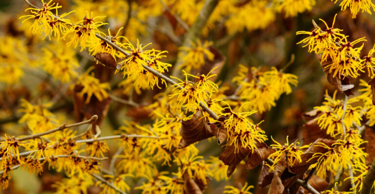 9 Reasons Why Witch Hazel Belongs In Every Virginia Garden