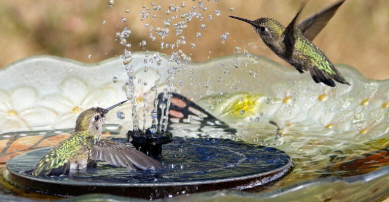 9 Simple Backyard Swaps That Draw More Birds In Minnesota