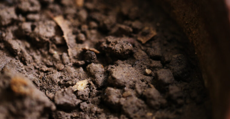 9 Smart Ways Indiana Gardeners Can Reuse Old Potting Soil