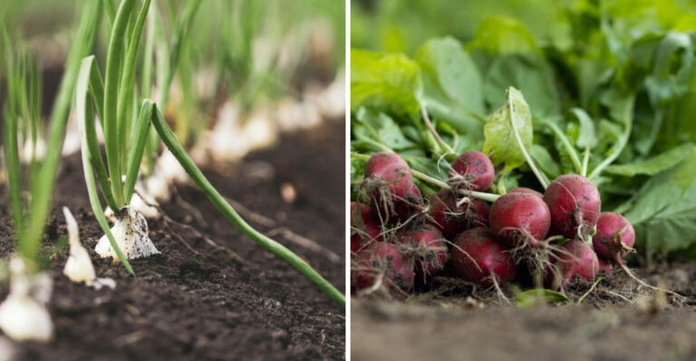 9 Vegetables You Can Still Plant In New York In June And Harvest Before Fall