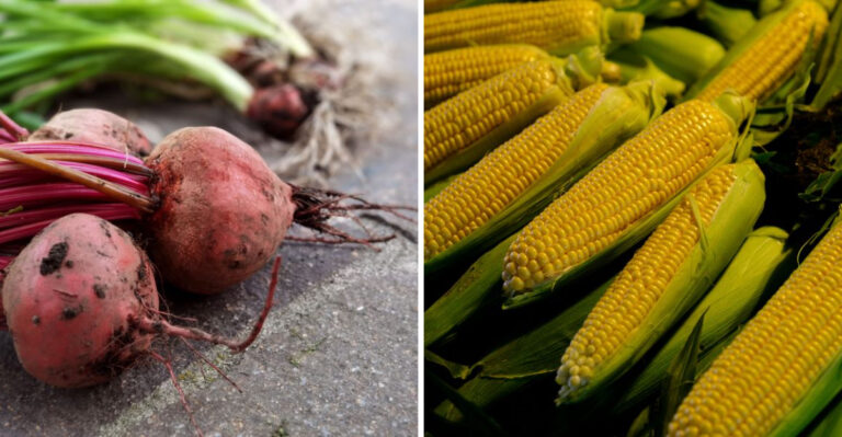 9 Virginia Vegetables Worth Direct Sowing In July For Fall Harvest