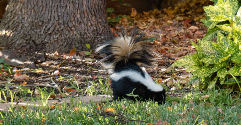 9 Ways To Know A Skunk Has Made Your Virginia Yard Its Home