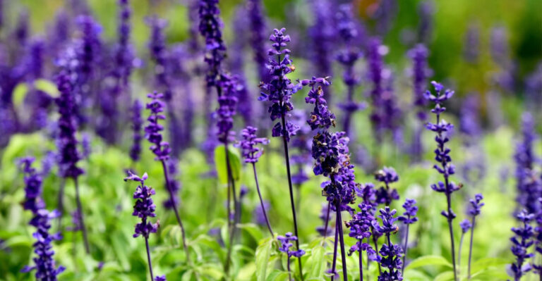 A 9-Step Tennessee Gardener’s Guide To Non-Stop Salvia Blooms