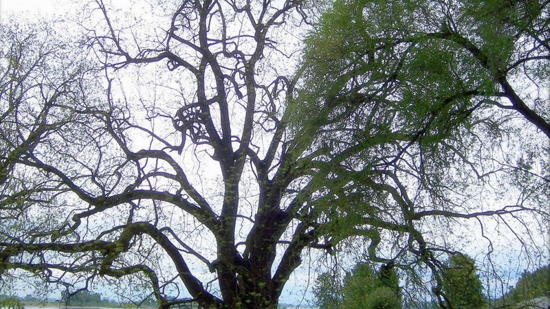 A Backyard Tree Matters More Than A Flower Bed