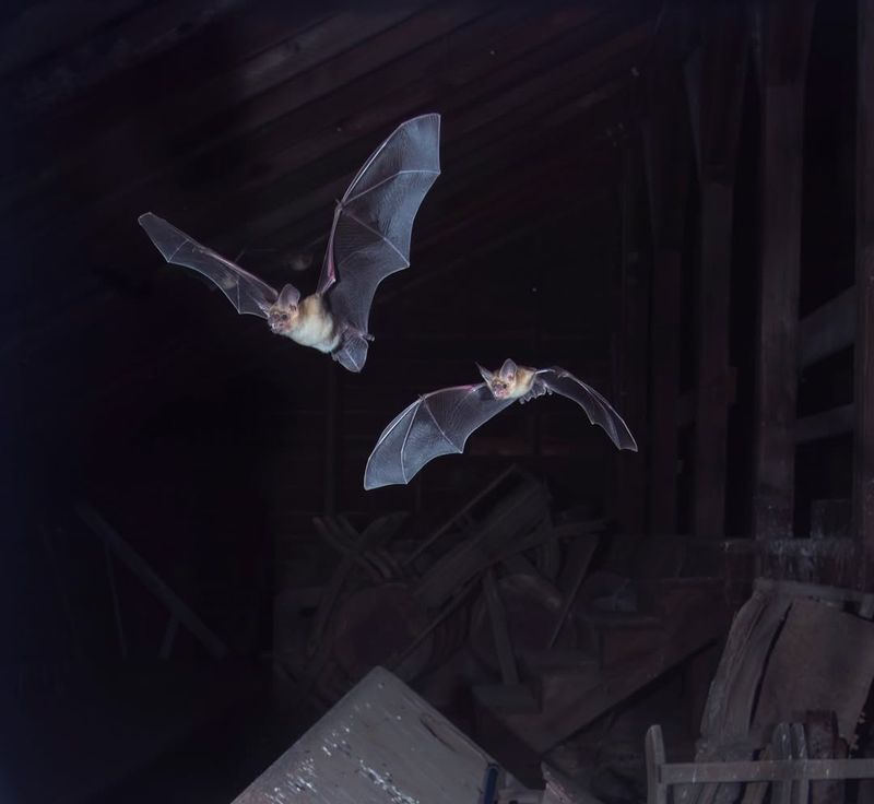 A Bat Over Your Garden Is Usually Hunting, Not Bothering You A Bat Over Your Garden Is Usually Hunting, Not Bothering You