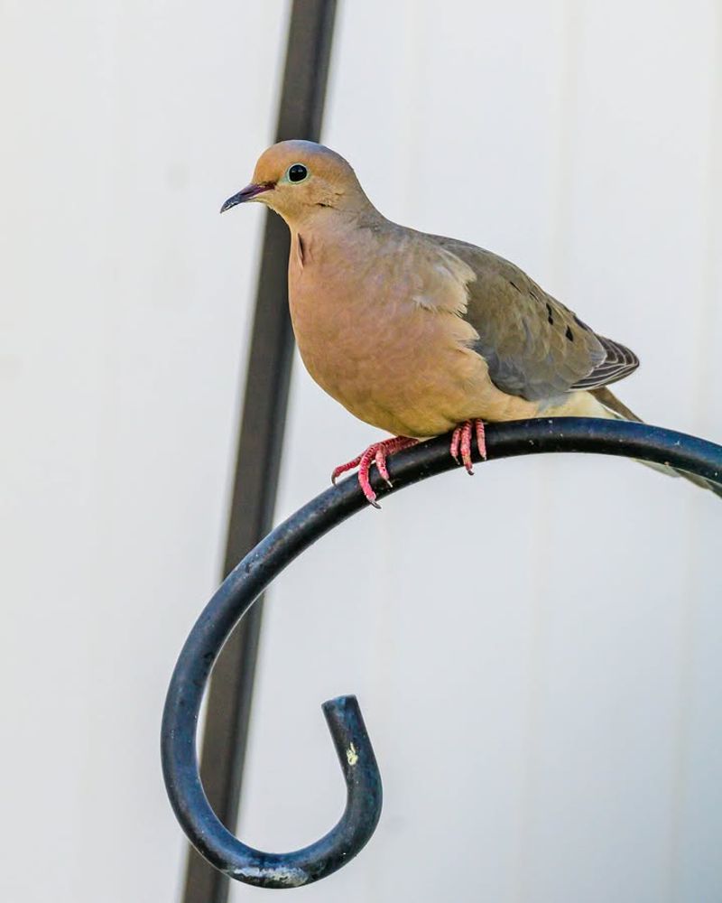 A Bird-Friendly Yard May Encourage More Visits