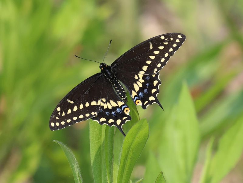 A Black Swallowtail Means Your Garden Has Something To Offer A Black Swallowtail Means Your Garden Has Something To Offer