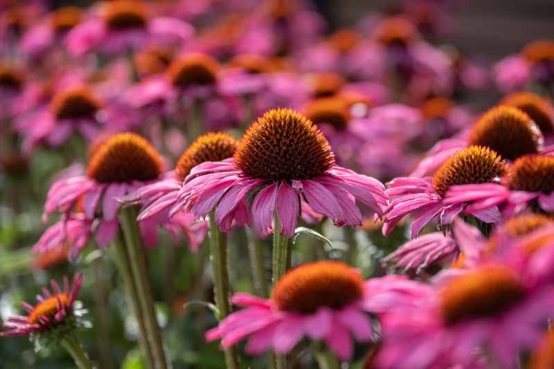 A Bloom Season That Outlasts Almost Every Other Perennial A Bloom Season That Outlasts Almost Every Other Perennial