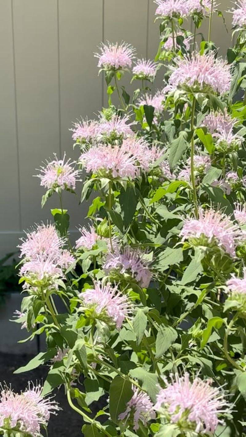 A Bloom That Just Keeps Going All Summer