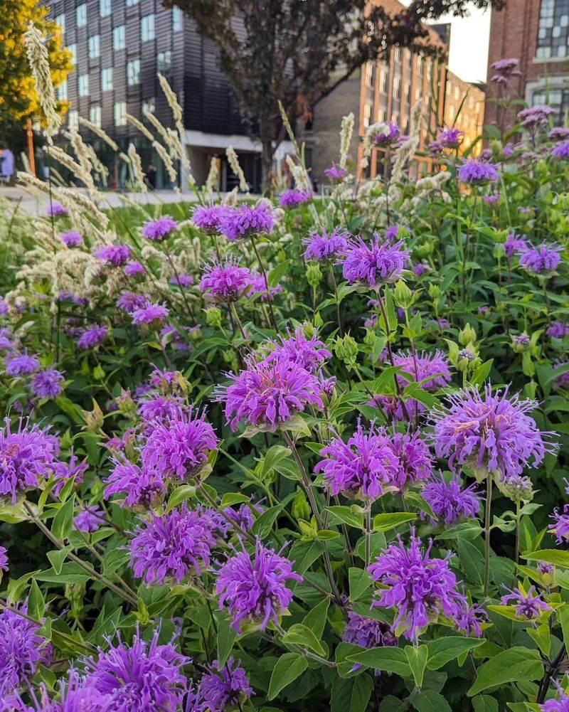 A Blooming Season That Keeps Going And Going
