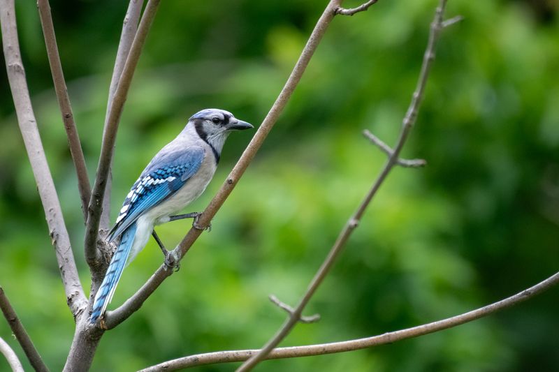 A Blue Jay In Your Yard Means Your Connecticut Landscape Is Working A Blue Jay In Your Yard Means Your Connecticut Landscape Is Working