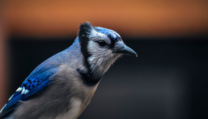 A Blue Jay Visit Carries A Message Worth Paying Attention To A Blue Jay Visit Carries A Message Worth Paying Attention To