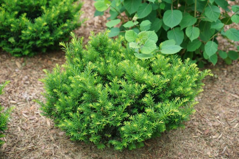 A Boxwood-Like Shape Makes Taxus Easy To Use A Boxwood-Like Shape Makes Taxus Easy To Use