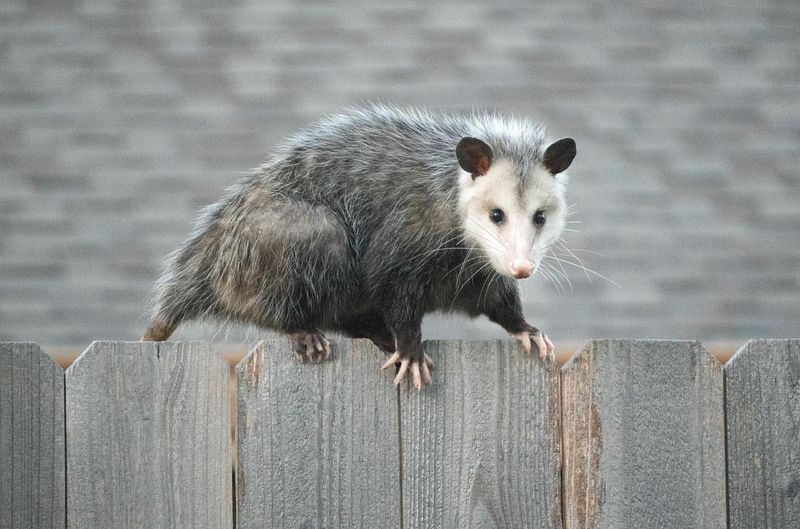 A Calm Yard Makes Wildlife Encounters Less Stressful