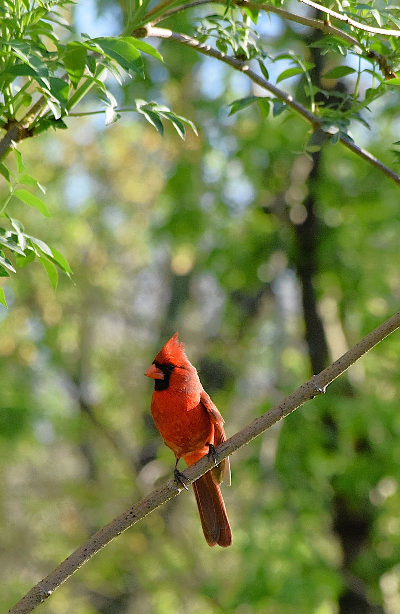 A Cardinal Signals Healthy Habitat Nearby