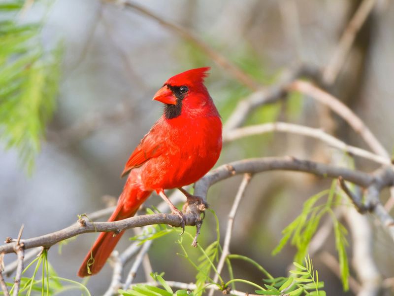 A Cardinal Visit May Be Common In Texas A Cardinal Visit May Be Common In Texas