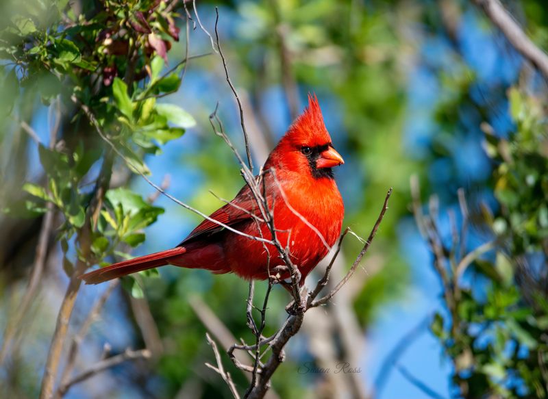 A Cardinal Visit Usually Means Your Yard Feels Safe