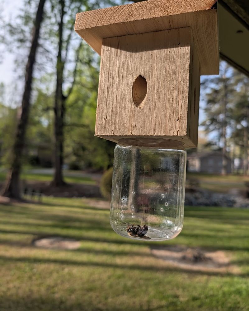 A Carpenter Bee Trap Near Active Boards A Carpenter Bee Trap Near Active Boards