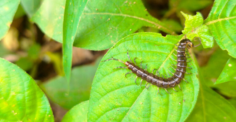 A Centipede In Your Minnesota Home Is Not Random And Here Is What It Means