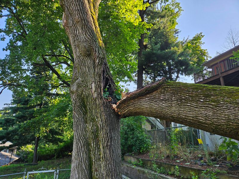 A Certified Arborist Can Help Determine Neglect A Certified Arborist Can Help Determine Neglect