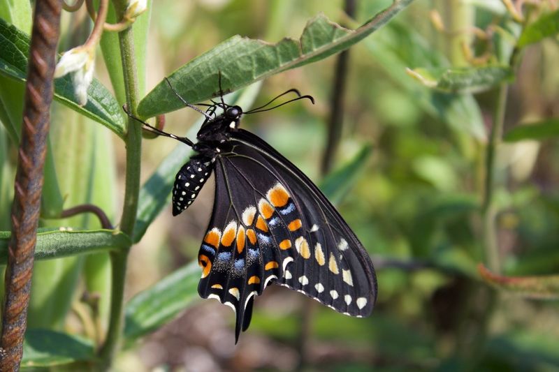 A Chemical-Free Corner Gives Caterpillars A Better Chance A Chemical-Free Corner Gives Caterpillars A Better Chance