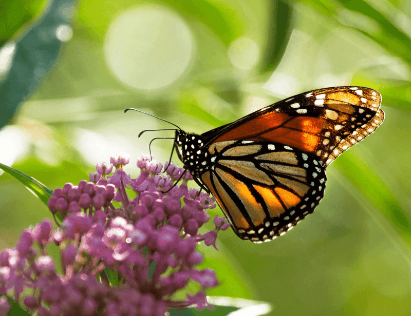 A Chemical-Free Garden Makes The Moment More Hopeful A Chemical-Free Garden Makes The Moment More Hopeful