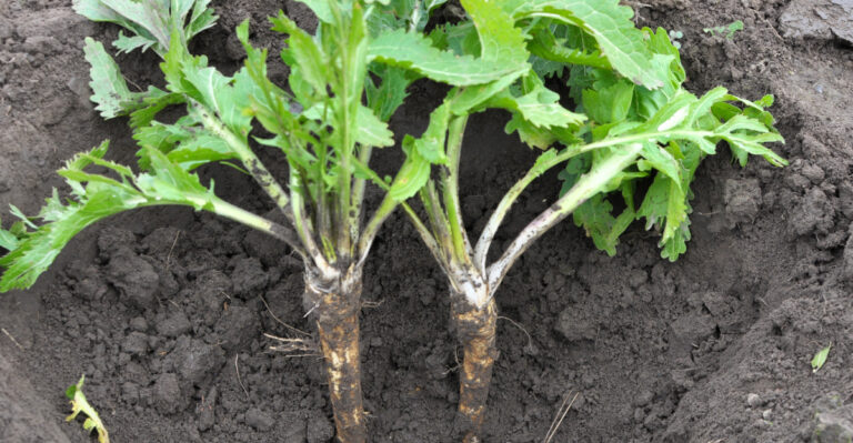 horseradish