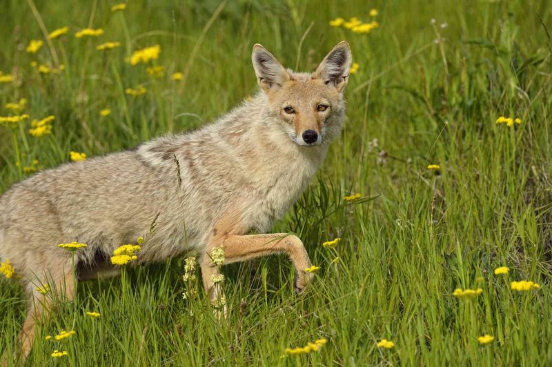 A Coyote In Daylight Does Not Always Mean Danger