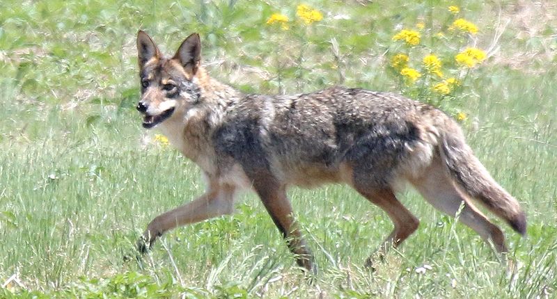 A Coyote Nearby Means Your Property Connects To Wild Edges