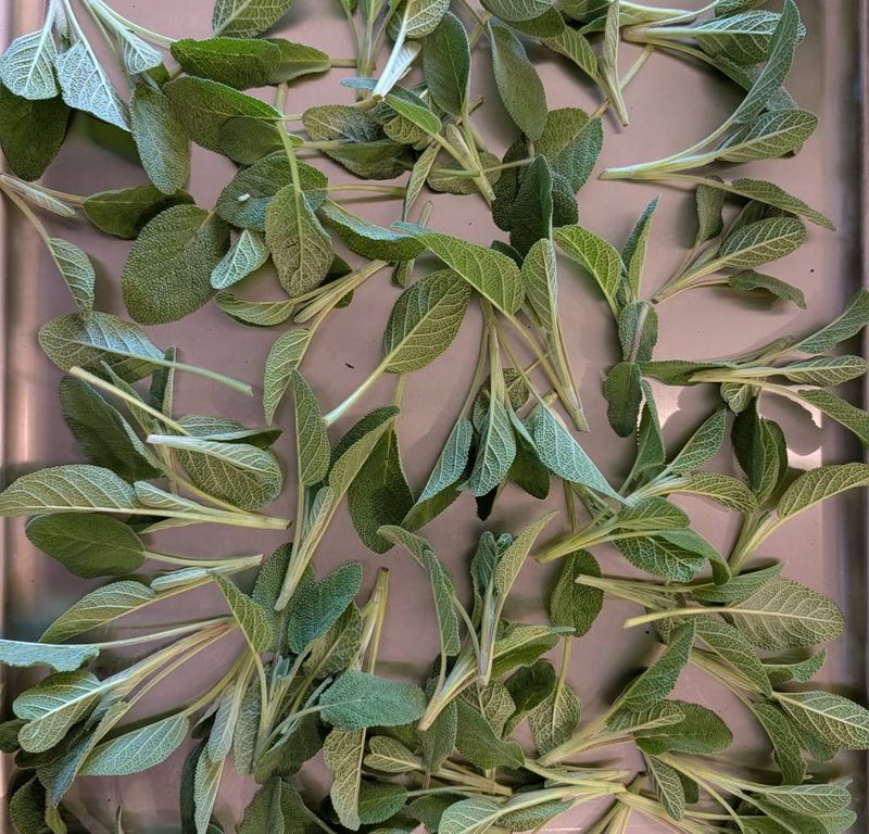 A Culinary Herb Worth Growing Fresh
