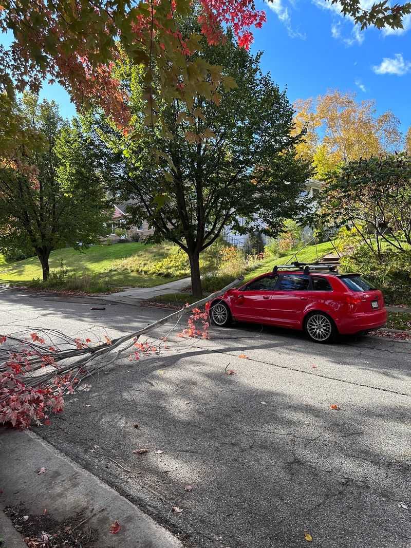 A Damaged Or Dangerous Tree Can Change Everything