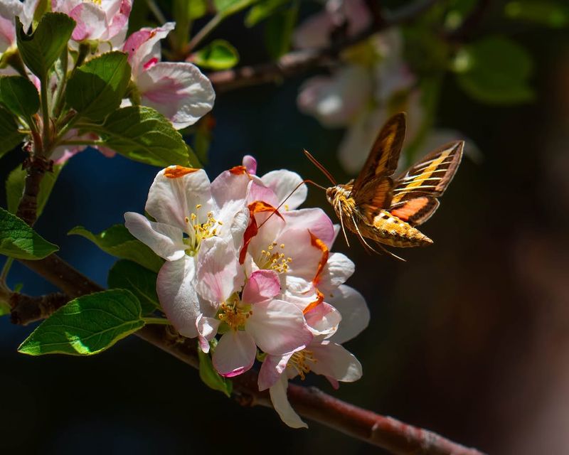 A Daytime Visit Means You Caught A Pollinator At Work A Daytime Visit Means You Caught A Pollinator At Work