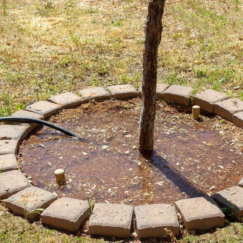 A Deep Watering Schedule Supports Stronger Root Systems