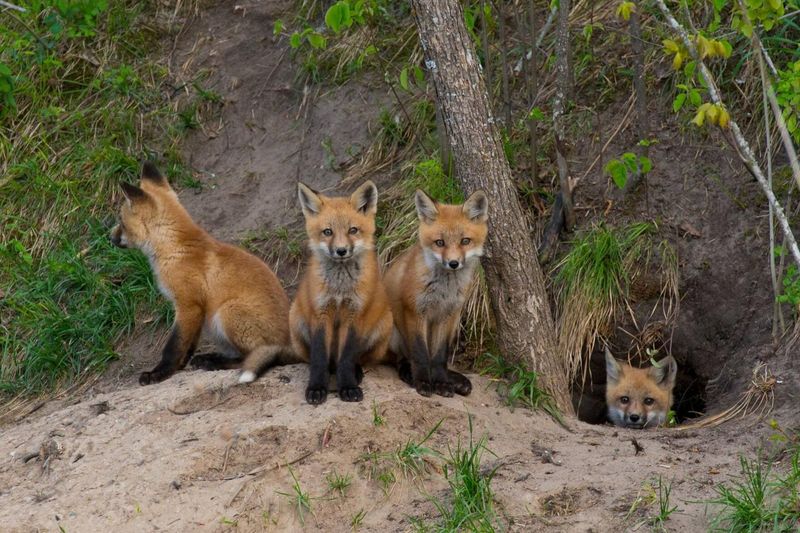 A Den Nearby Means Young Foxes May Be Exploring