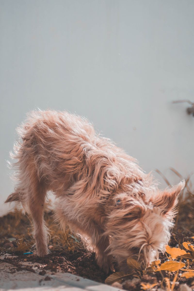 A Dog That Returns Smelling Of Skunk