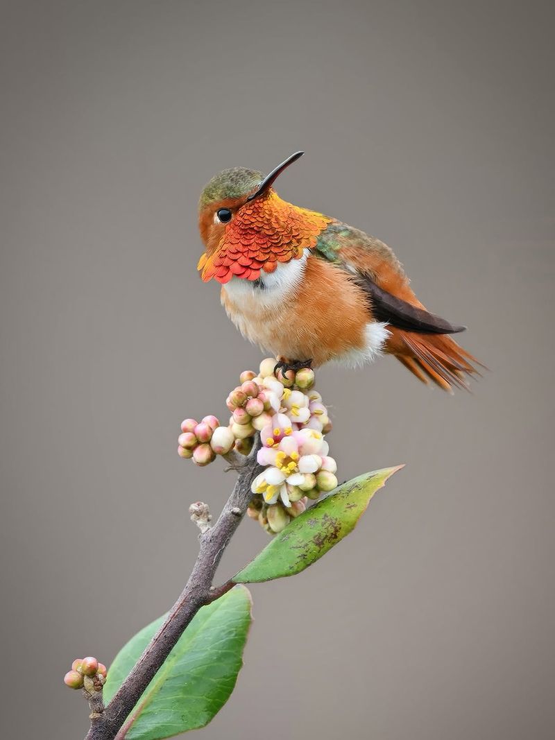 A Dominant Male May Be Blocking Other Birds From Your Yard A Dominant Male May Be Blocking Other Birds From Your Yard
