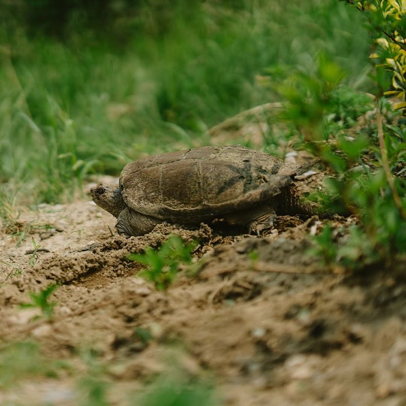 A Female May Be Searching For Loose Sunny Soil A Female May Be Searching For Loose Sunny Soil
