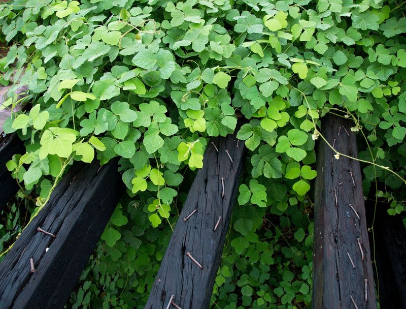 A Fence Can Disappear Under One Summer Of Vines A Fence Can Disappear Under One Summer Of Vines