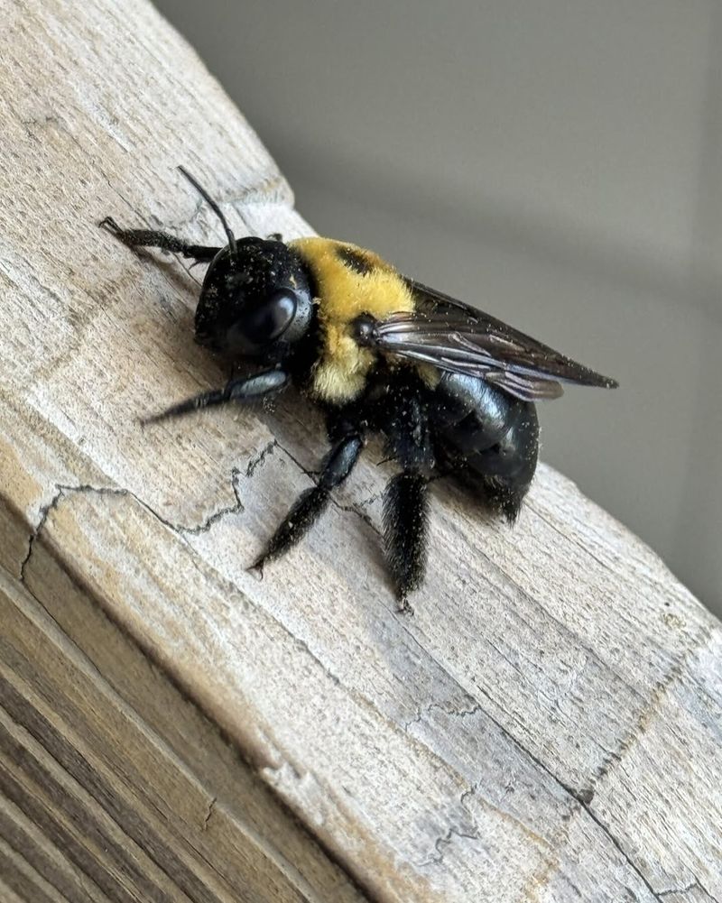 A Few Bees Does Not Mean An Infestation