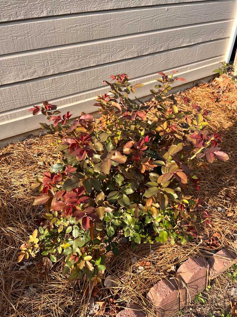 A Few Fixes Can Bring Blooms Back
